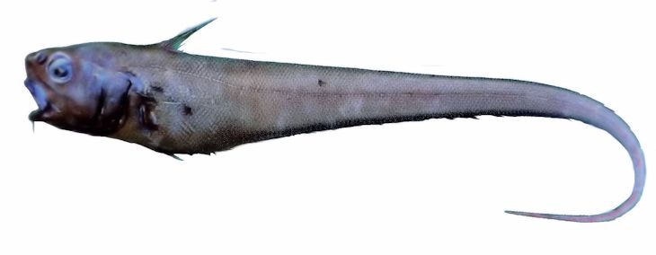 Trachonurus villosus_2564